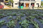 Decomisan 1,835 plantas de marihuana en Baní, uno de los mayores casos recientes Decomisan 1,835 plantas de marihuana en Baní, uno de los mayores casos recientes