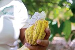 El cacao dominicano se cotiza como "oro agrícola" en los mercados internacionales El cacao dominicano se cotiza como "oro agrícola" en los mercados internacionales