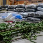 Autoridades incautan alijo de 613 libras de marihuana durante allanamientos en Elías Piña