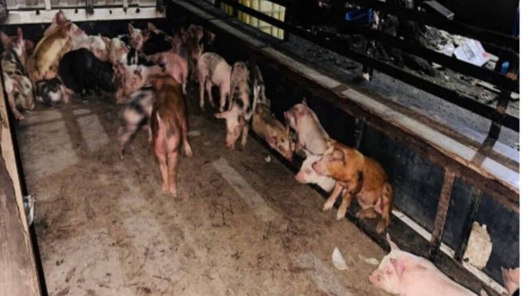 Hombre resulta herido de bala en persecución policial tras robo de 60 cerdos en Santiago