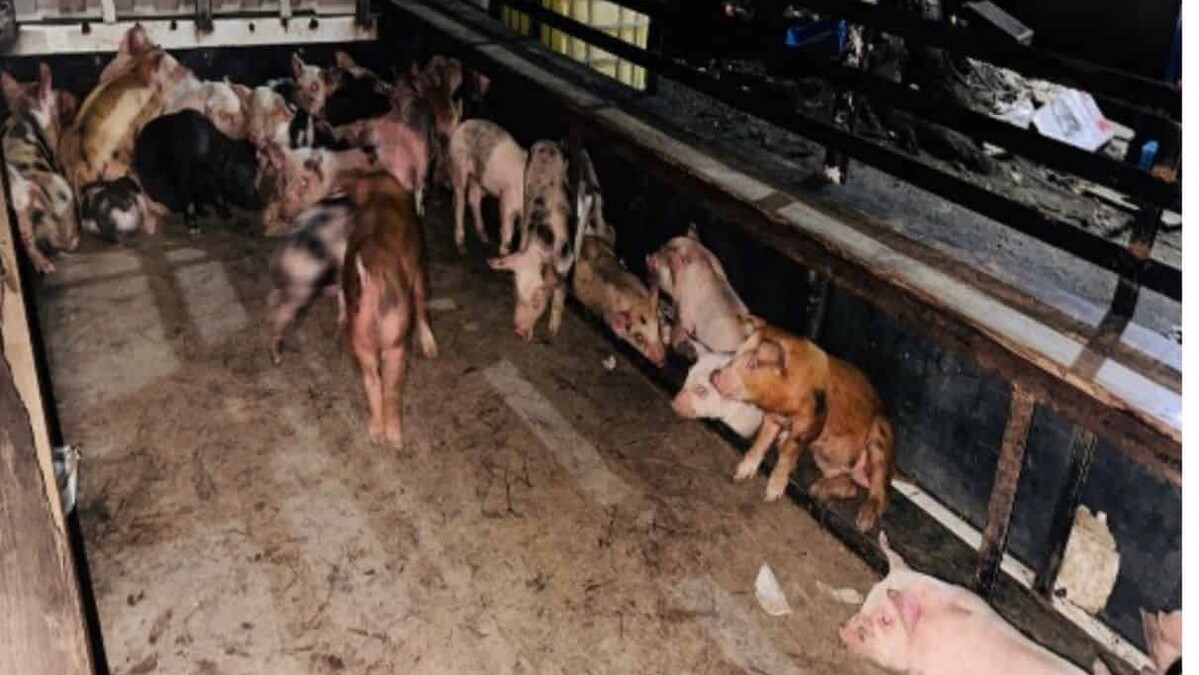 Hombre resulta herido de bala en persecución policial tras robo de 60 cerdos en Santiago